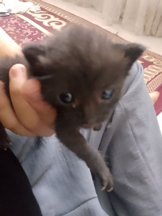 Котёнок милый и мальчик