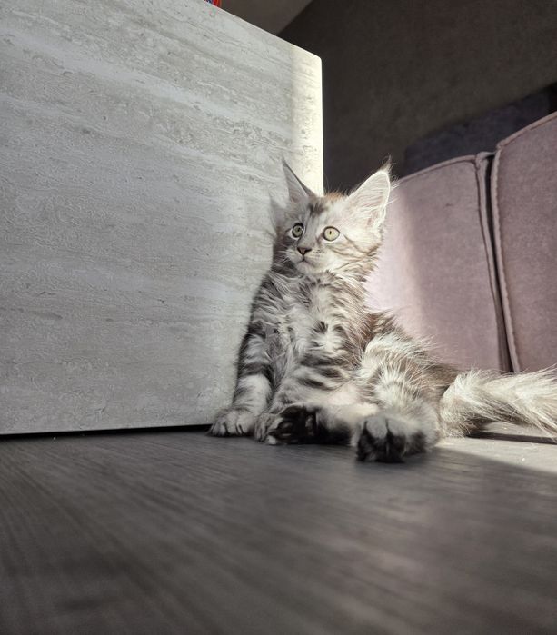 Disponibili spre rezervare puiut Maine Coon excepțional