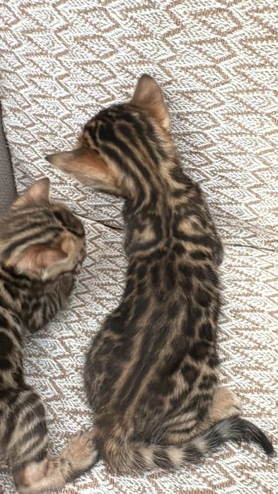 Бенгальские котята,есть каспи ред