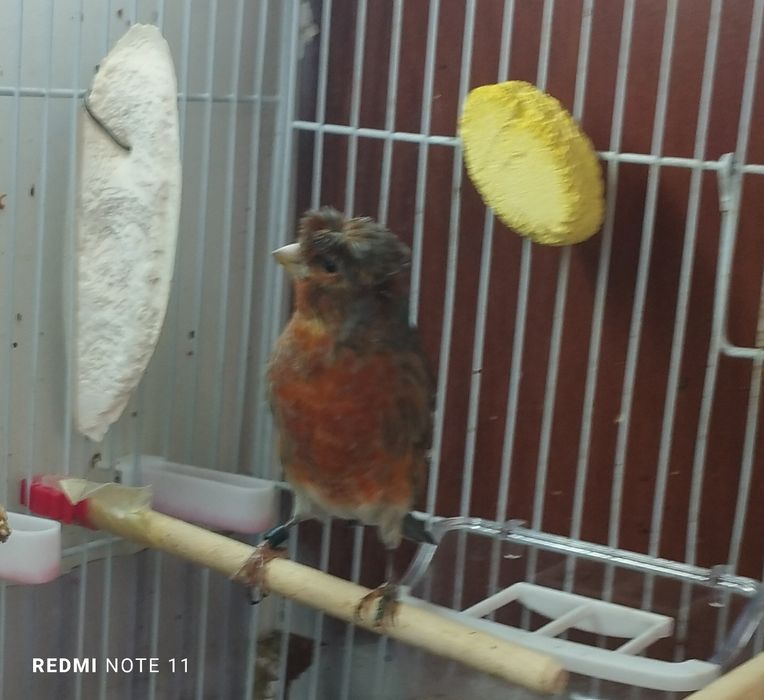 Нар чубатый 11 ойли сайрода