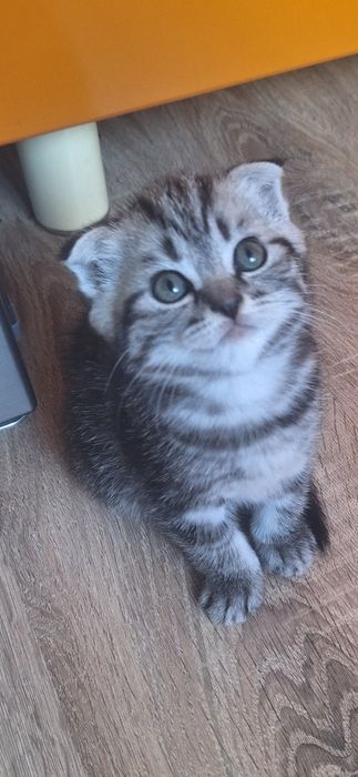 Котята шотландской породы