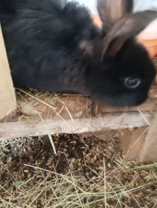 Продам крольчат трёх месячных