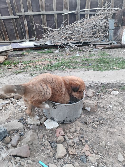 Отдам даром щенят