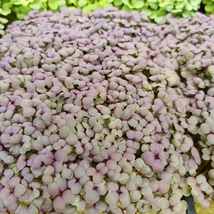 Микрозелень горох и другие