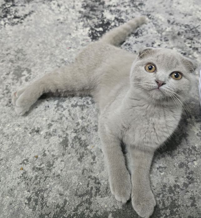 Pui de pisică Blue, 3 luni, vaccinați