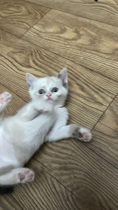 Продаются котята скоттиш страйт
