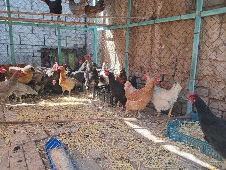 Продам курей домашних