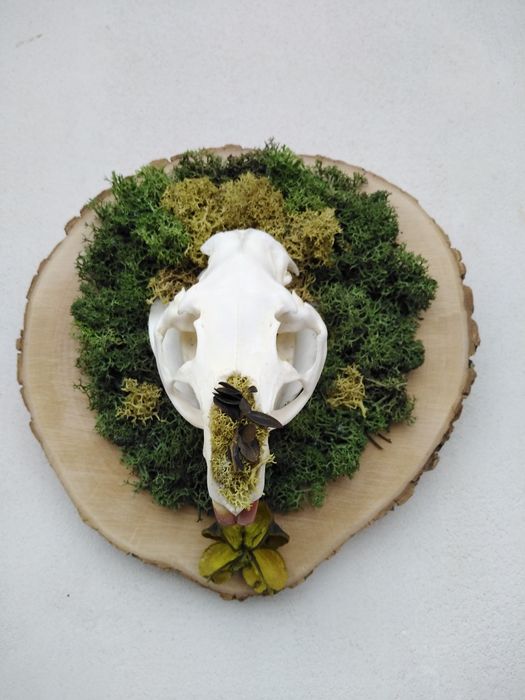 Череп от нутрия. Трофей. Скандинавски мъх