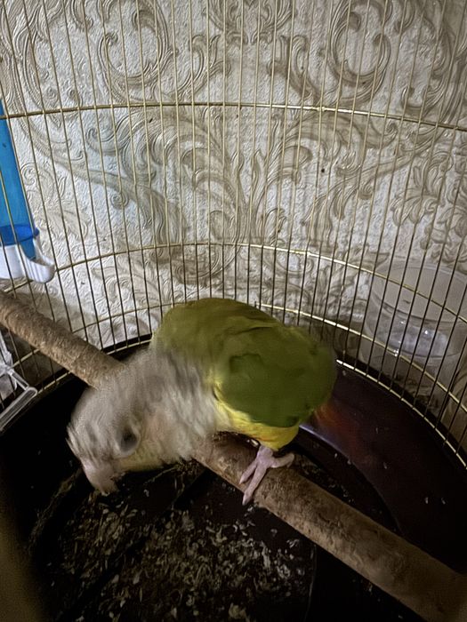 Продам попугая пиррури с клеткой