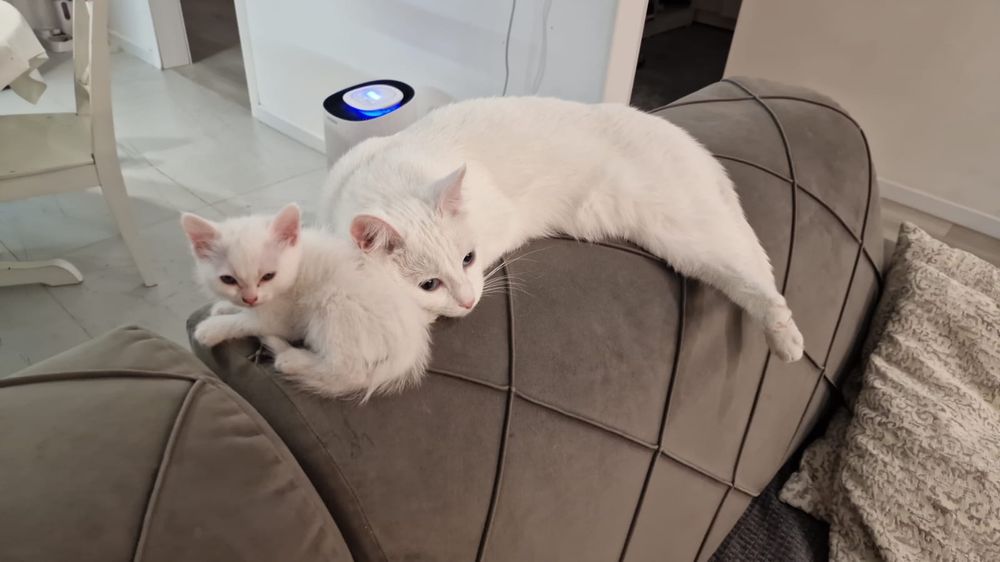 Отдам котятв добрые руки