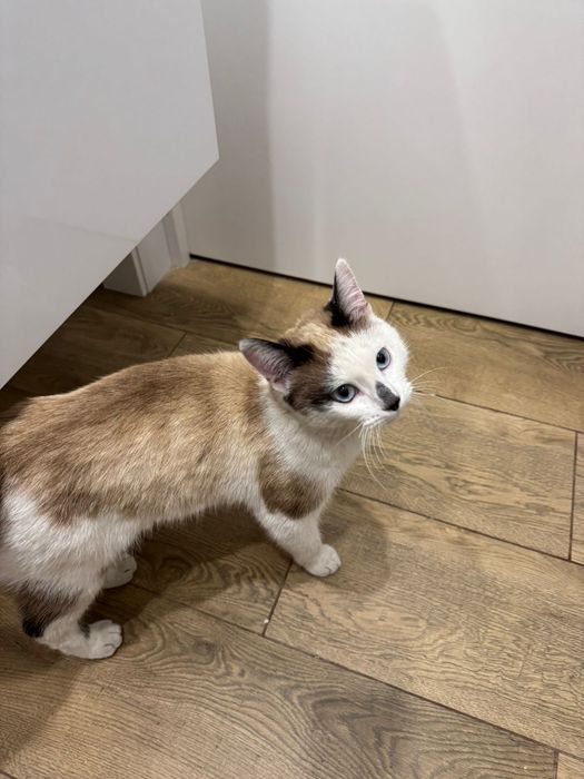 Отдам котика в добрые руки