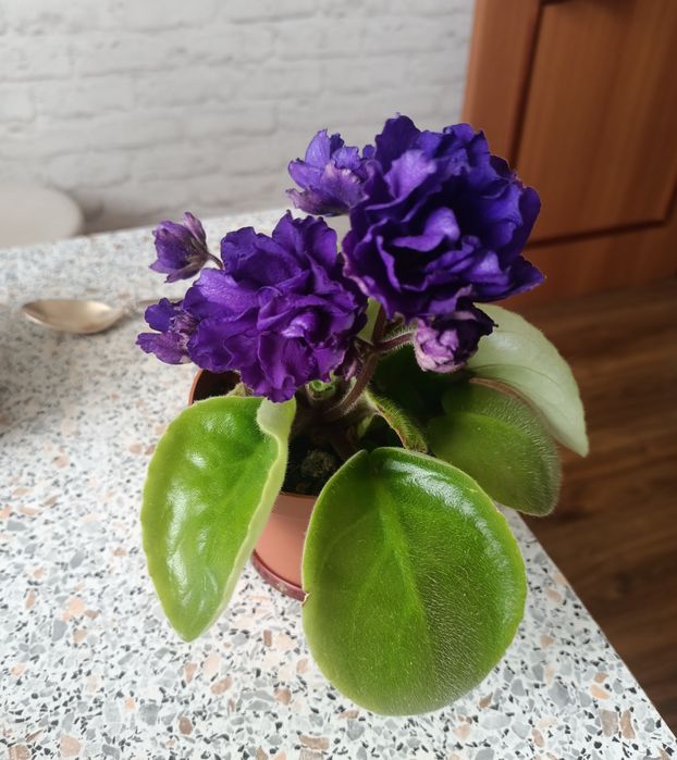 Продам сортовые фиалки