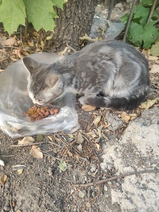 Котёнок мальчик 2 месяца