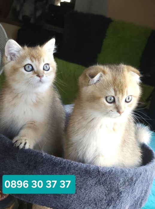 Британски котенца