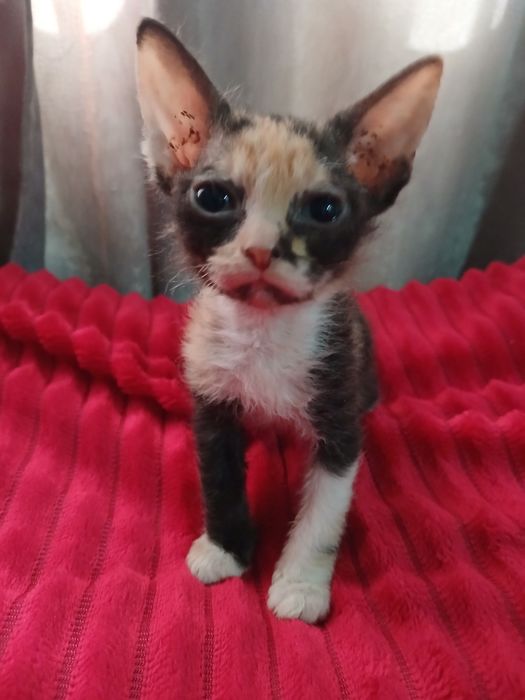 Продам котят сфинкс.  Браш.