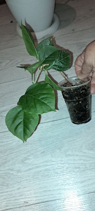 Домашние растения, цветущие