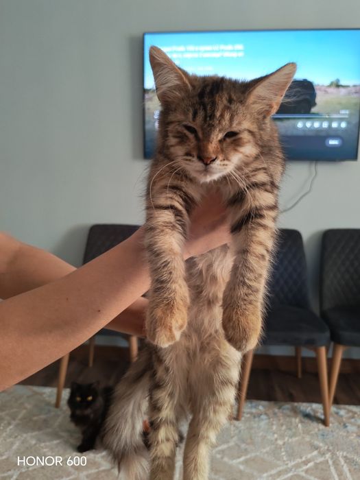 Отдаем котенку хорошие руки