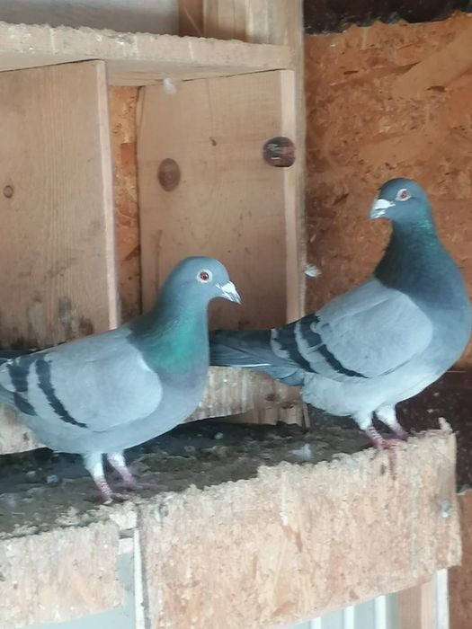 Vând porumbei voiajori