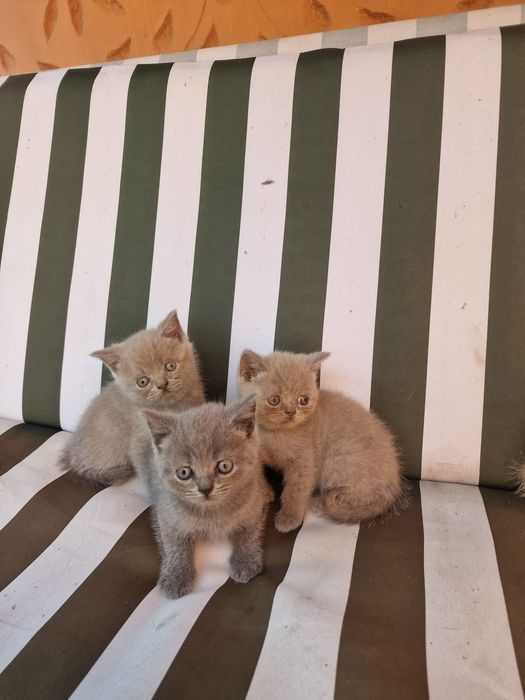 Pui British Shorthair – 5 motănei și 1 femeluță