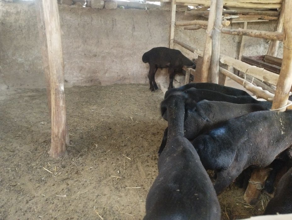Mesniy qoʻchqorla bor 5 oylik narxi xar biri 3700 dan yana kelishamiz