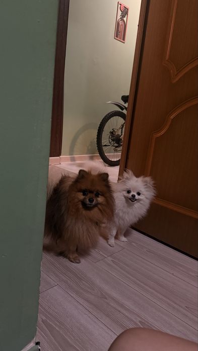 Шпицы мальчик и девочка