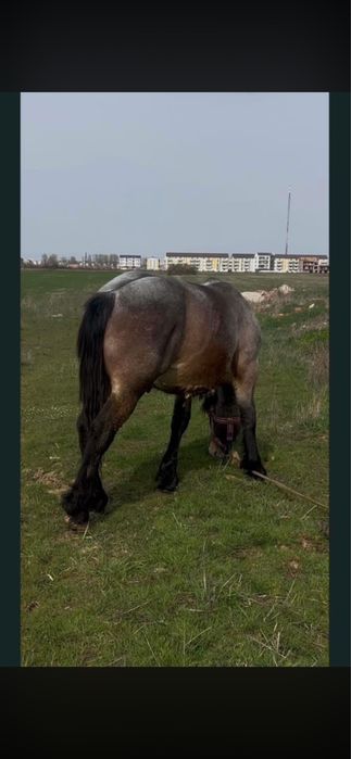 Vand manz belgian cu semi greu