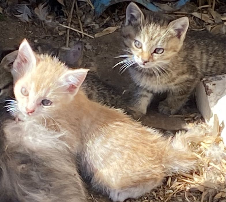 Котята домашние милые