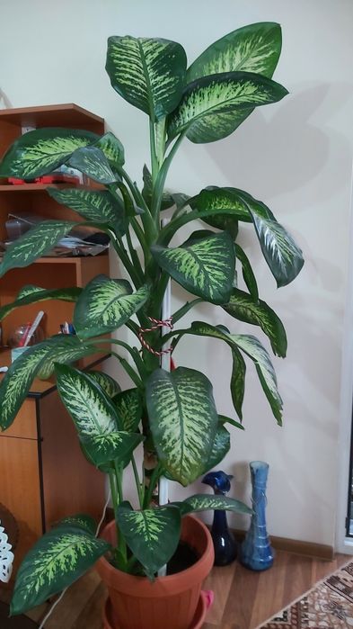 Vînd planta ornamentala