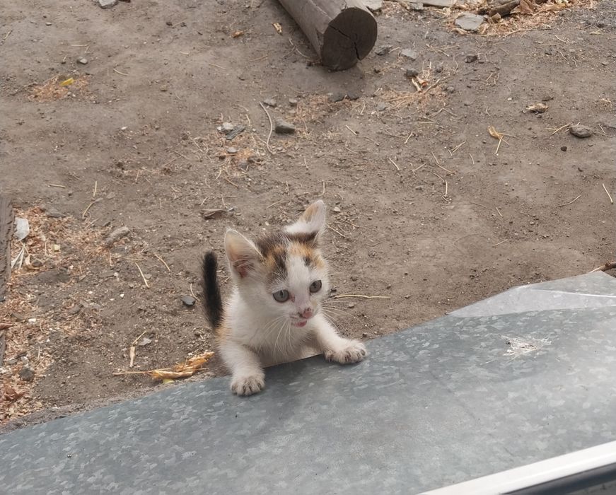 Котенок в дар . Караганда