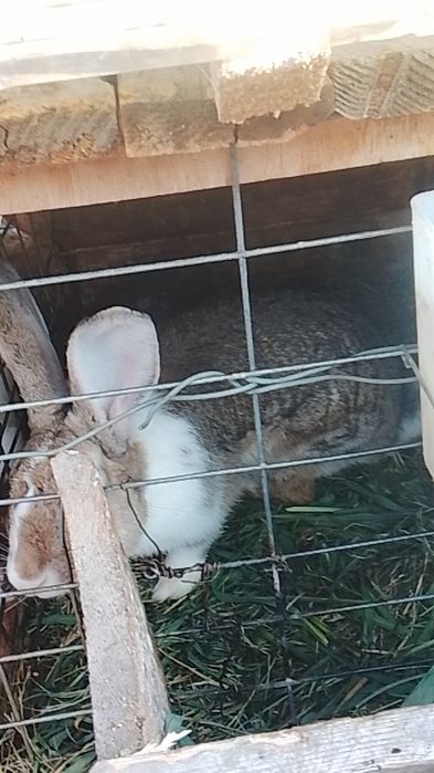 Vând iepuri o pereche de alb pannon de 5 luni și un iepuroi de hicole francez