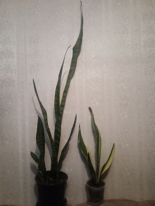 Тёщин язык. Сансевьерия.