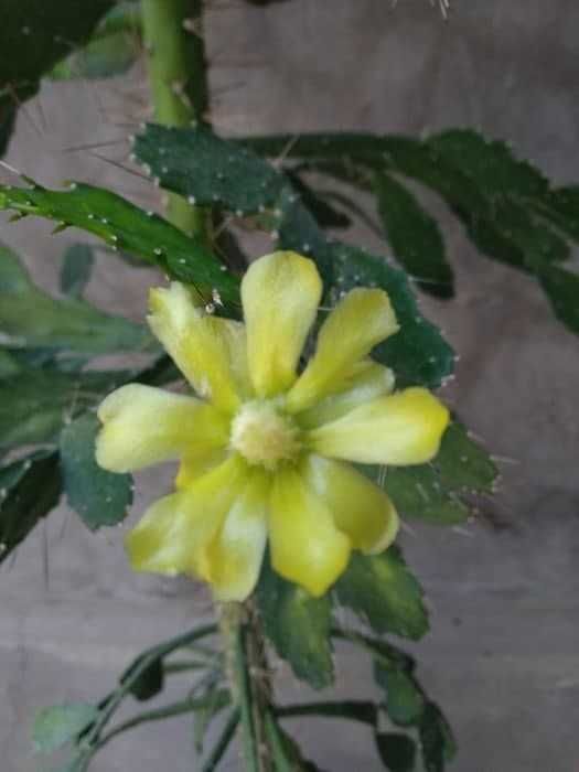 Кактус дерево - символ богатства, удачи, успеха.