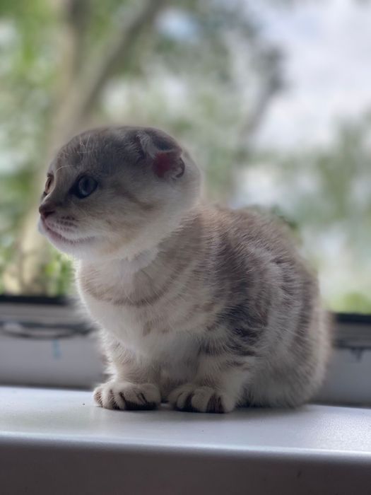 Продам котят Скотиш фолт