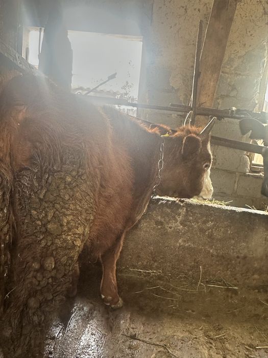 Продам быка Порода Калмык