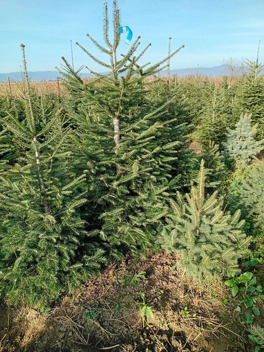 plante ornamentale