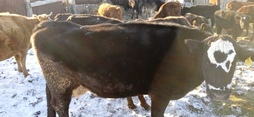 40 голов крс. телята. телки.