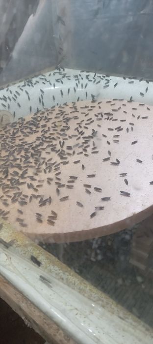 Яйца и жир  черной львинки