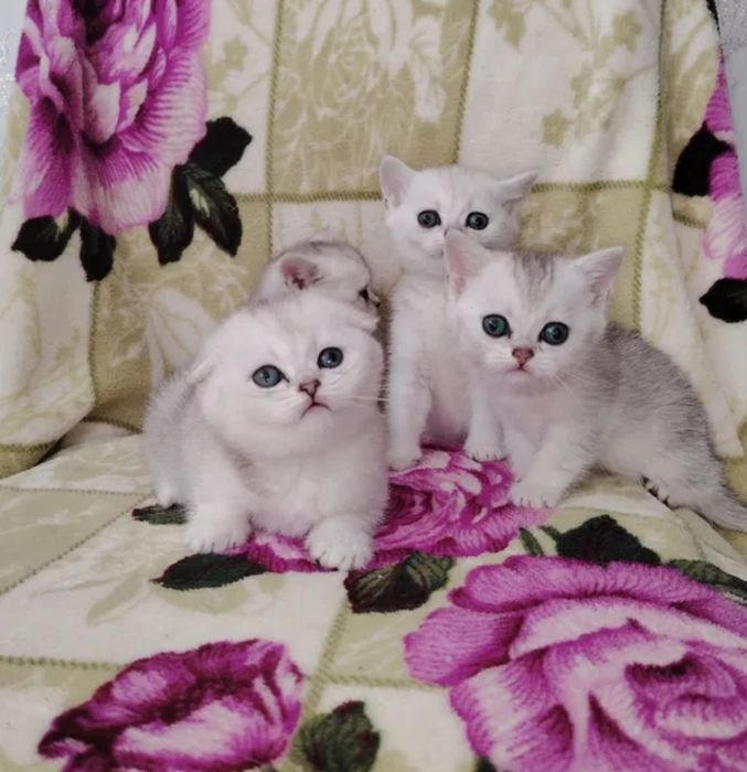 Продаются  котята шиншиллы