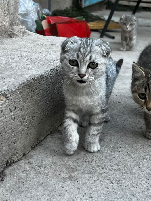 Отдам кошку в хорошие руки