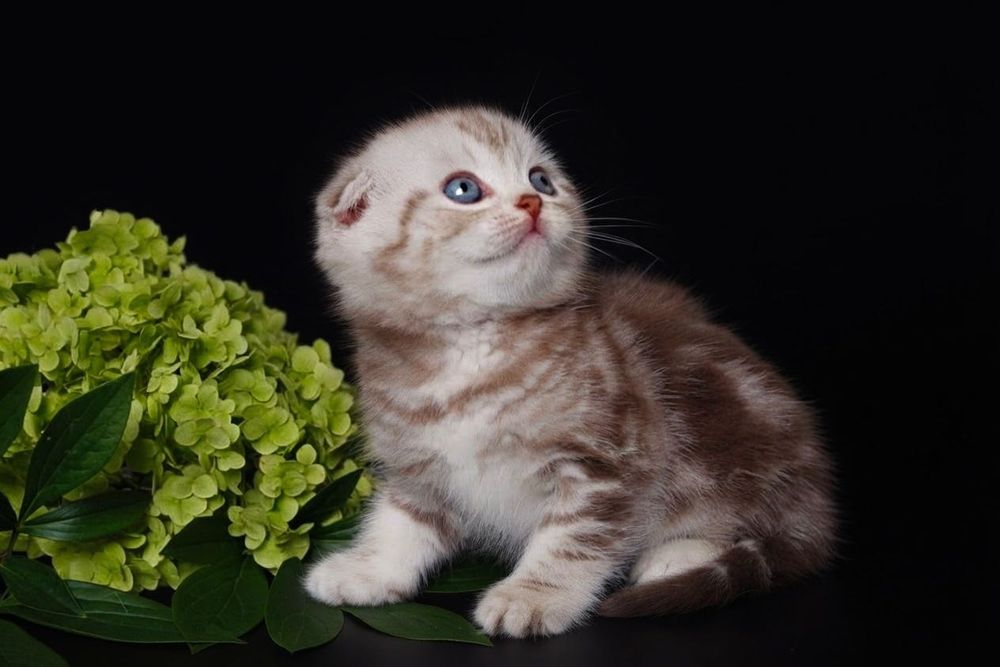Шотландские вислоушки