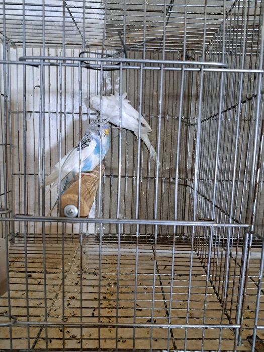 Volnistiy popugay va babochka