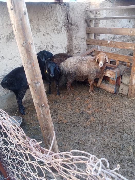 Койлар сатылады 60-90 мын