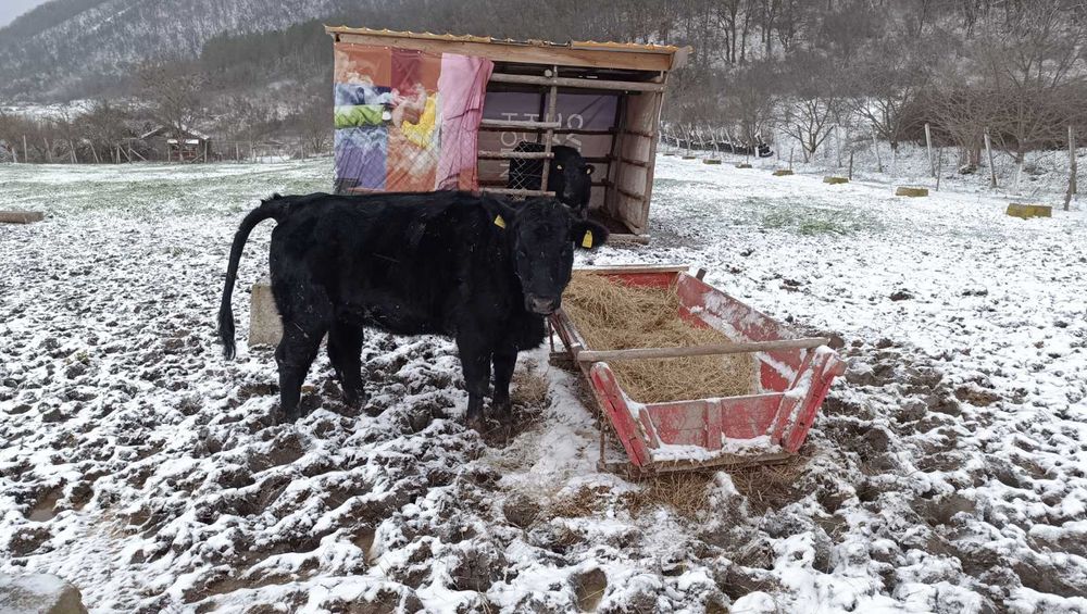 Продавам месодайни женски телета - Абърдийн Ангус