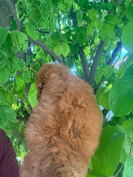 Puddel Toy Red Brown cu carnet de sănătate