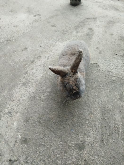 Karlik zotli sherigi bn sotladi 200 000 dan