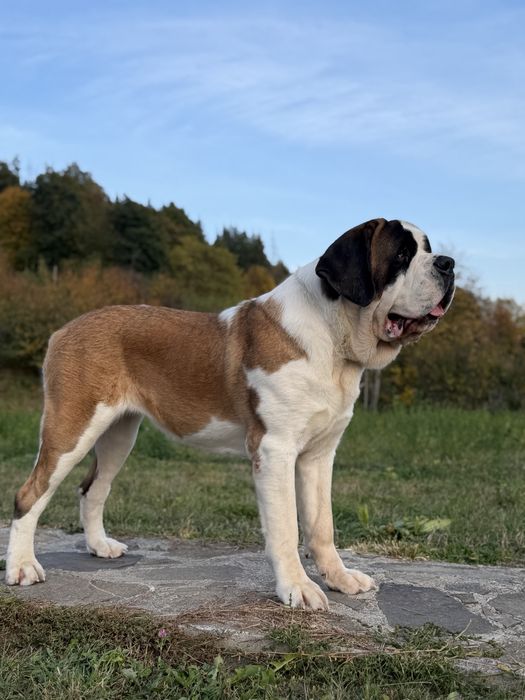 Femela de Saint Bernard cu Pedigree FCI