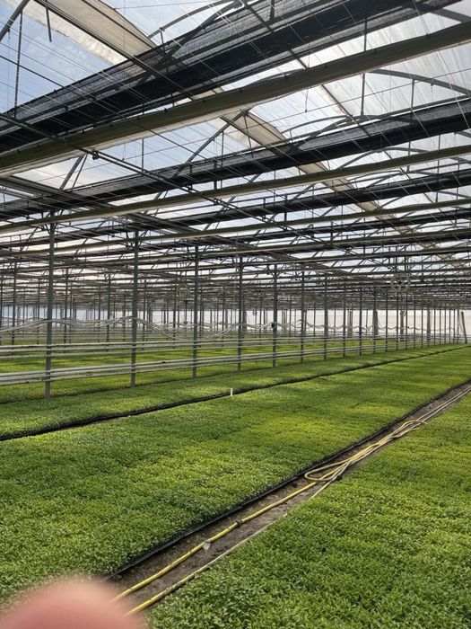 Теплица 2 Гектар ижарага берамиз ёки сотилади 5 йилда булиб тулаш