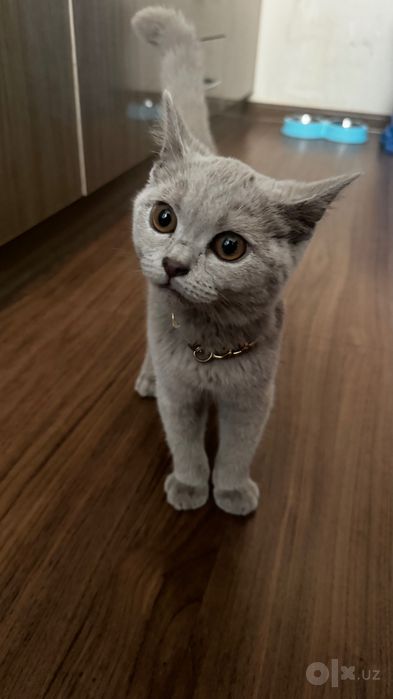 вязка с котом британцем лилово-серого цвета