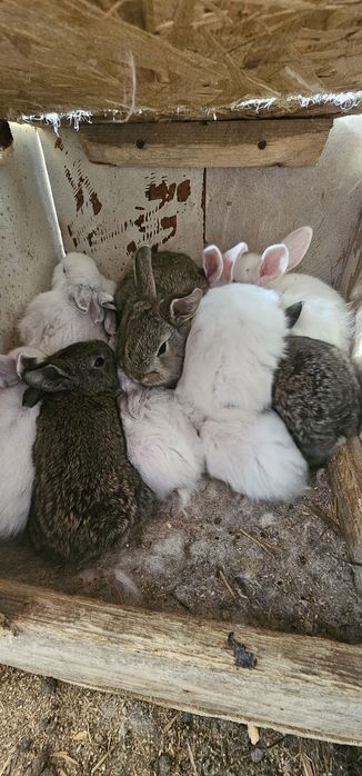 Кролики продам .
