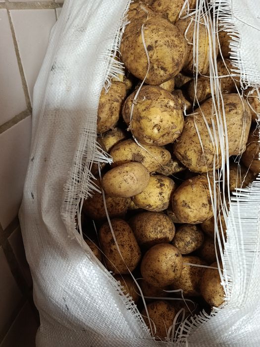 Картофель сорт Гала